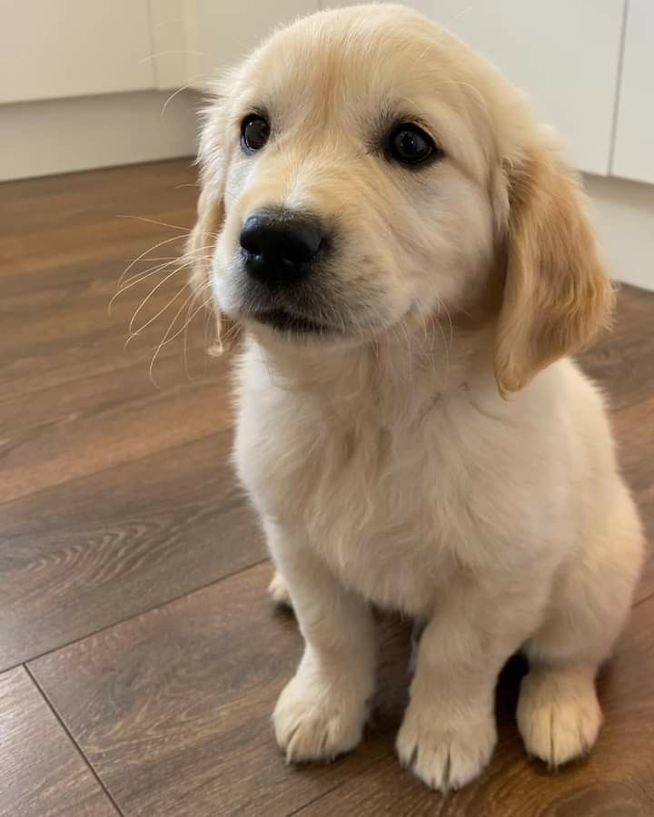 puppiesDoglover's tweet photo. https://t.co/hwkau2cfGK
