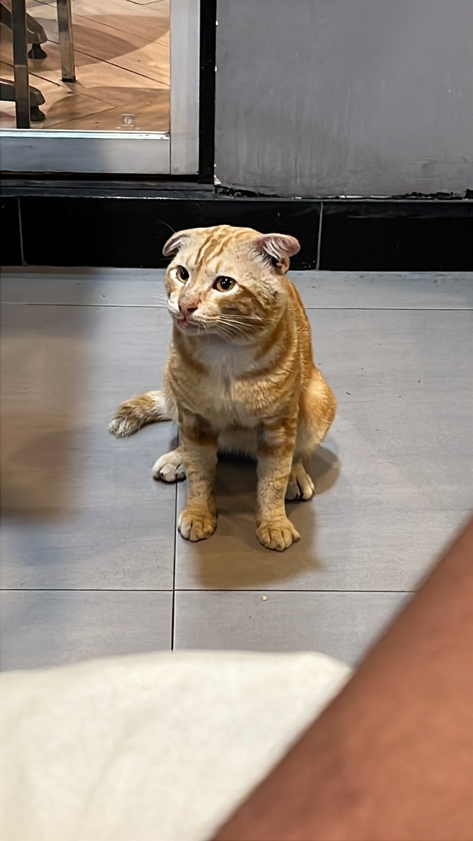 akuibuperii's tweet photo. ketemu koceng tp mukanya dongo bgt sebel ih😭😭 https://t.co/eUreV7tA5o
