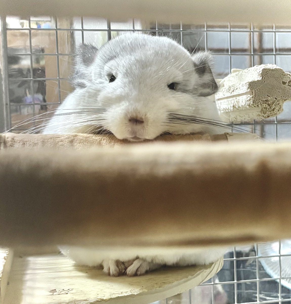mtrspstar's tweet photo. 初めて見たお姿🐭(正面)(横)       #チンチラ https://t.co/cHUskvZF5R