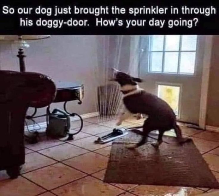 EvenhouseKS's tweet photo. Mine started early, but without the spraying water. How's your day going? (Pinterest) https://t.co/8Nolspf4Us https://t.co/PkTmfFx2we