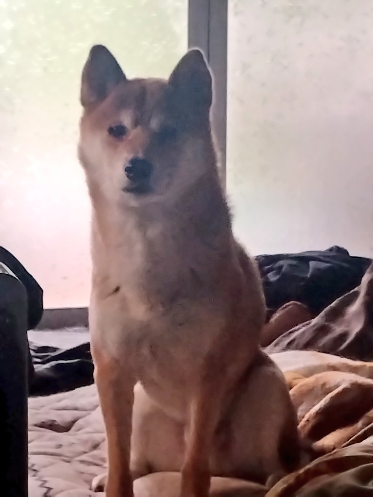 shizuyo55's tweet photo. 柴犬、飼い主様が昨晩緊急入院と今朝突然相談がありました。

親戚の方がごはんをあげるため部屋に入ったら腕を噛んでしまったと…😟

心配ですぐ伺いました💦

猫ちゃんママが撫でるから噛まないでね😀♡♡

寂しかったね～って話しかけると
ク～ンク～ンって甘えてお顔も優しくなりました(かわいい♥️)

救急隊が突然飼い主様を連れて行って怖かったのかな😢

ごはんもおしっこシートも取替えて

たくさん撫でて今日はここまでね～

明日また行く予定です♡♡

 #柴犬  #みらい動物病院