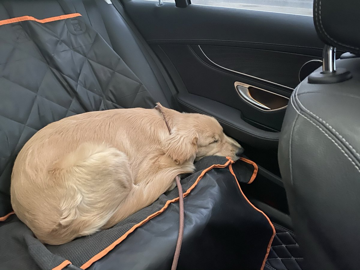 Leggs21958's tweet photo. My little pup grew from a palm-sized furball to a silly, zooming ball of energy in just 6 months  Every wag is a precious milestone! https://t.co/h907qUymZT