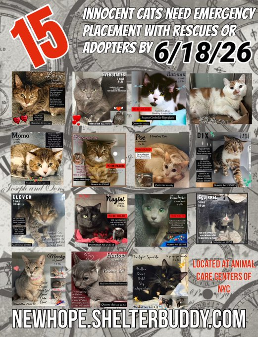 JLthekid9999's tweet photo. 🆘🆘THE 15 (😱😱😱)- POOR CATS BELOW ARE ALL AT RISK OF EU ON 6/18/26😱😱😱🆘🆘

😟😿😿MOST URGENT ON LIST ARE 

1.  LUCY (15X ON EPL - RETURNED TO EPL ON 6/7/26 - ON BORROWED TIME)

2.  POE (12X ON EPL - RETURNED TO EPL ON 6/14/26 - ON BORROWED TIME)

3.  SWANSON (8X ON EPL - LESS THAN $200 IN TOTAL PLEDGES - VERY VERY URGENT);

4.  SQUIRREL (8X ON EPL - LESS THAN $200 IN TOTAL PLEDGES - VERY VERY URGENT);

5.  EXABYTE (7X ON EPL - TOO LOW ON PLEDGES);

6. MOMO (7X ON EPL - TOO LOW ON PLEDGES);

🆘🆘  WITH SO MANY CATS ONTHE EPL - THE MEDICAL KITTIES ARE WAAAAYYY BEHIND ON PLEDGES - PLEASE CONSIDER THEM:🆘🆘

1.  BATMAN - Batman has neurologic abnormalities that could be consistent with cerebellar hypoplasia, but we are unable to confirm in shelter. He also was noted to have stomatitis. Behaviorally, Batman is fearful, but has allowed handling. This evaluation/diagnosis means that BATMAN will be given very little time for rescue/foster/adoption.🔥🔥🔥🔥

2.  GINGER SPICE - Ginger Spice has a luxated right hip and is obese, which makes recovery tricky. It would be ideal for him to see an orthopedic surgeon to discuss options as surgery will be ideal. Weight loss will also be necessary. Behaviorally, Ginger Spice is timid, but has allowed all medical handling.  This evaluation/diagnosis means that will be given very little time for rescue/foster/adoption. 🔥🔥🔥🔥 

3.  MEECHY - She is a sweet, senior cat with an upper respiratory tract infection and severe dental disease. She is not eating and needs supportive care in a veterinary clinic to clear her infection. Once cleared, she also needs dental extractions to resolve the inflammation in her mouth. NOT EATING IS A DEATH SENTENCE IN SHELTER. This evaluation/diagnosis means that MEECHY will be given very little time for rescue/foster/adoption.🔥🔥🔥🔥

🆘🆘TIME IS RUNNING OUT FOR THE OVERLOOKED AND IGNORED  AS SHELTER IS AT MAX CAPACITY🆘🆘

- ALL VERY LOW ON PLEDGES  & AT HIGHEST RISK FOR EU/SILENT KILL😱 😟😟😟

PLEDGES WILL HELP STIMULATE RESCUE INTEREST FOR ALL🆘🆘🆘

NOW IS THE TIME TO ACT FOR THESE LITTLE ONES-🥹🥹🙏🙏

PLEASE SHARE AND PLEDGE IF YOU CAN- CONTACT RESCUES/FOSTERS/ADOPTERS.

@AdamsPaulGrimke 
@mehser12

Thank you