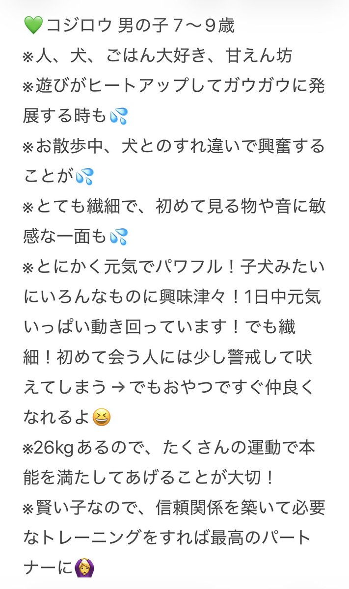 little_mamy_19's tweet photo. 高知からやってきたコジロウ＆ベリー❣️🐶
保護された経緯は、YouTubeで紹介しています✨
https://t.co/Lh7jme7CCJ

久保田先生のところにいたコジロウとベリーは、本当に可愛くてやんちゃで、毎日2人に癒されています🐶
もうすっかりさかがみ家になじんでいます😆 https://t.co/1V9QGfXPcZ
