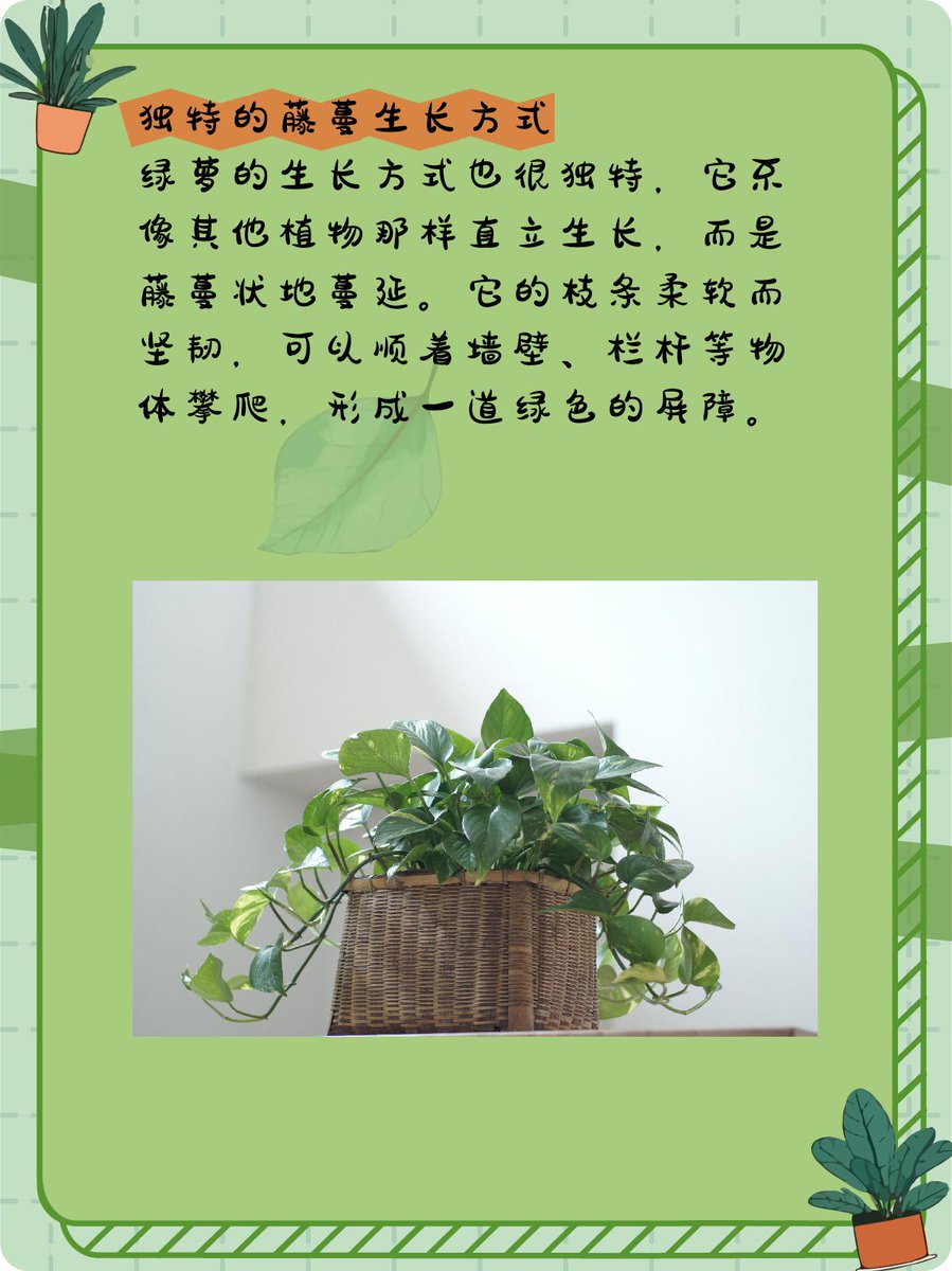 AimReine's tweet photo. Pro tip: Water your pothos only when the top 2 inches of soil are dry – overwatering kills more houseplants than anything else! #PlantCareTips #PothosLovers， https://t.co/PfNA9xkVQb