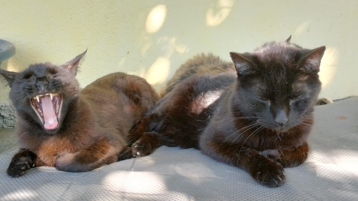VirginiaHelpCat's tweet photo. Ma buongiorno! Dormite sereni perché sapete che tra un po' arriva la pappa buona, acqua fresca e giochini nuovi non mancano mai, e siete amati 🥰❤️
Per me la vostra vita è importante
💙🩵 🌱 🦋🐞🌻🩷💜
https://t.co/7ILaEm478Z
#cat #savecat #rescuecat #strayscats #gofundme https://t.co/lMviPMod1Q