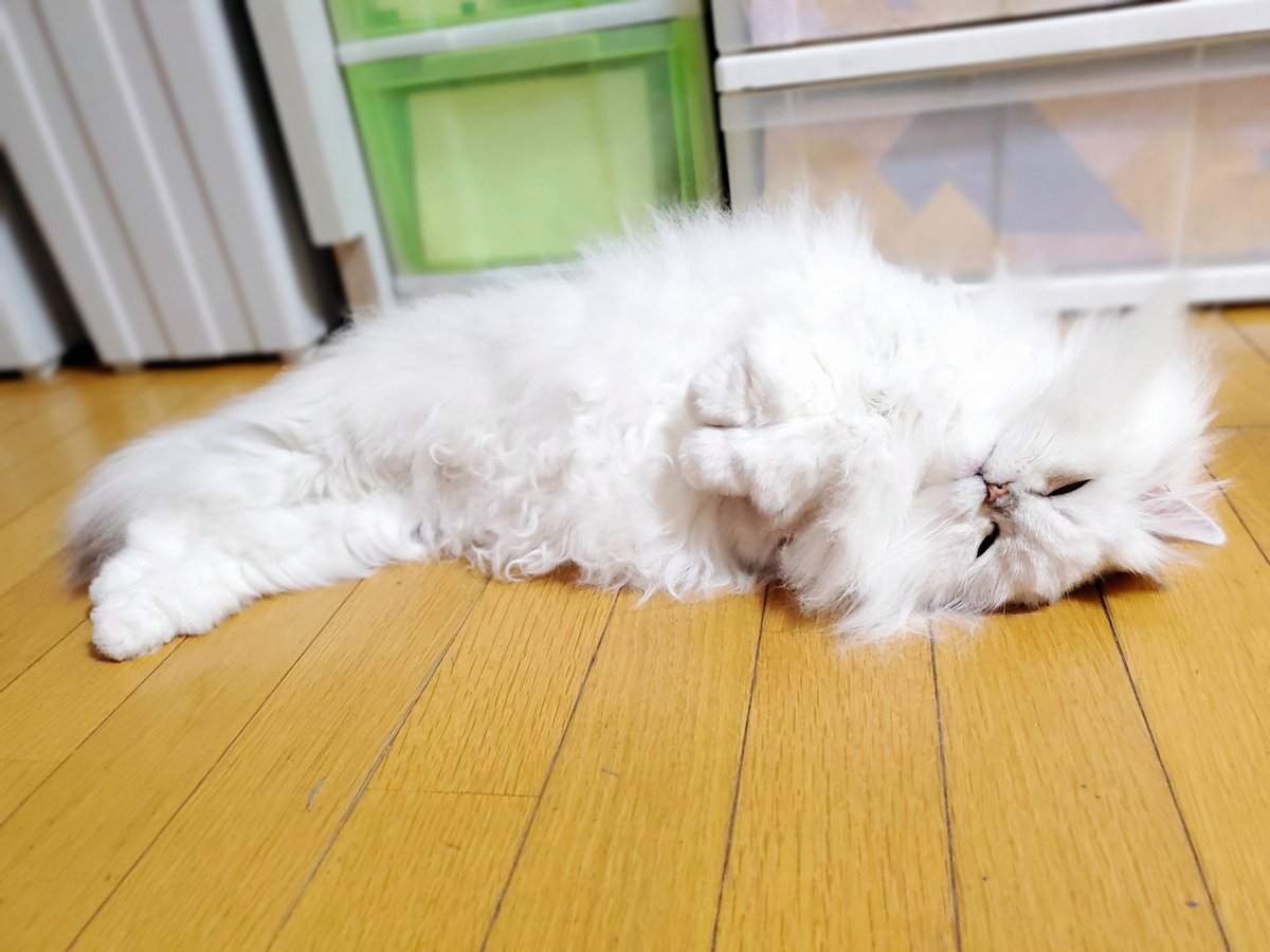mari023jam's tweet photo. 白いエビフライみたい🍤🤍✨️
#チンチラシルバー  #ペルシャ
#猫のいる暮らし  #猫が好き
#にゃんすたぐらむ https://t.co/u5rvOQ6PE8