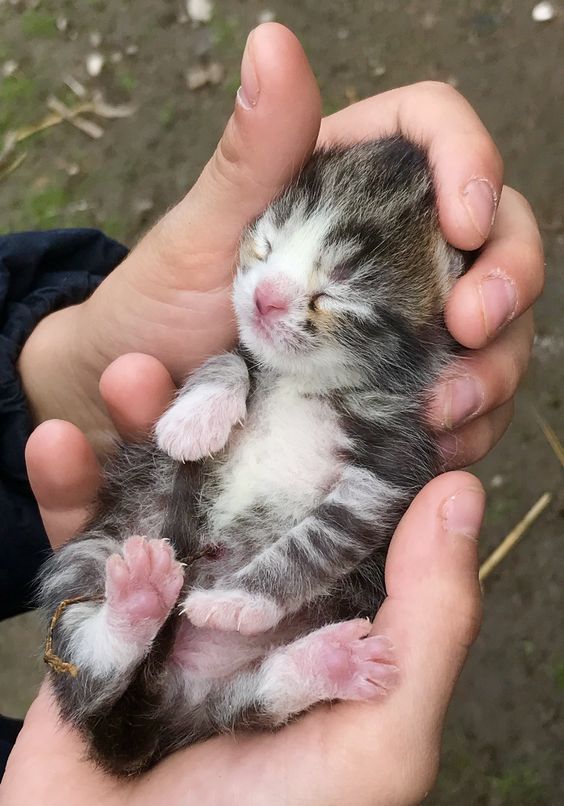 CuteCat62's tweet photo. https://t.co/ikiO14iLcQ