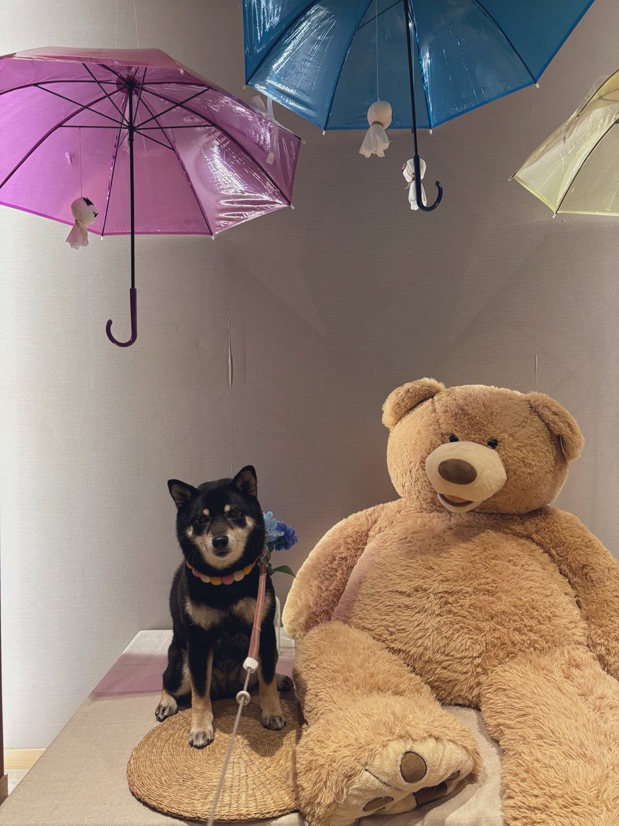 yukanyan2525's tweet photo. 6月だったので☂️と🧸さんのフォトスポットあった(,,ÒωÓ,, )

 #こむぎちゃん日記 https://t.co/oUSD7HcEwd
