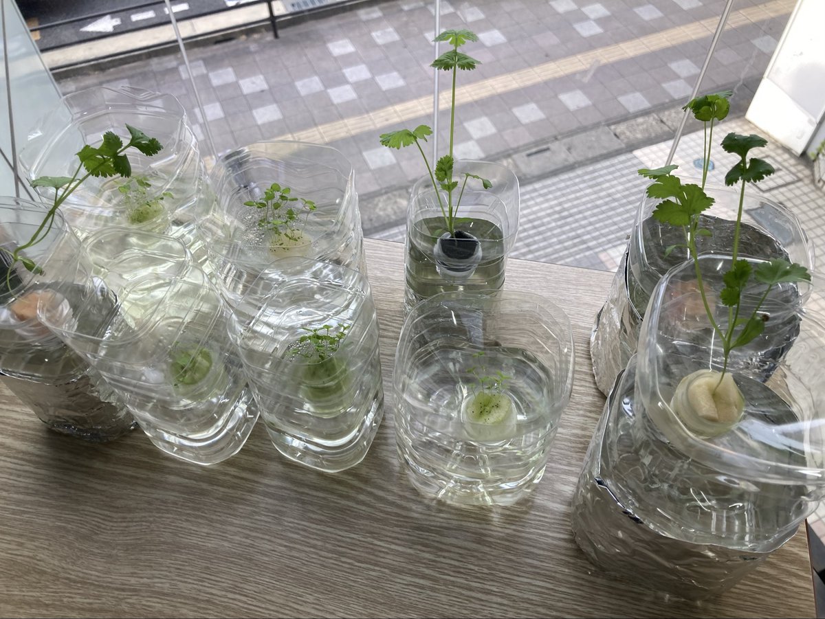 ToWinSaitama's tweet photo. ひと月前に始めたパクチー&amp;ミントの水耕栽培。いい感じに育ってきたので中3女子にパクチーを味見させたら、「校庭の草と同じ味がする」とのこと🌱🌱🌱

あなたたちは普段からその辺の草を食べているのでしょうか…😓 https://t.co/12GkzoiOVy