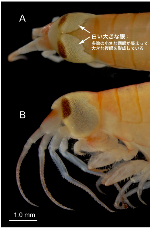 Dimetrodon_'s tweet photo. @_SYABUZUKE @NazologyInfo 白い模様みたいなやつが目ですよ！( ´ ▽ ` )ﾉ https://t.co/xhFCJjn3jW