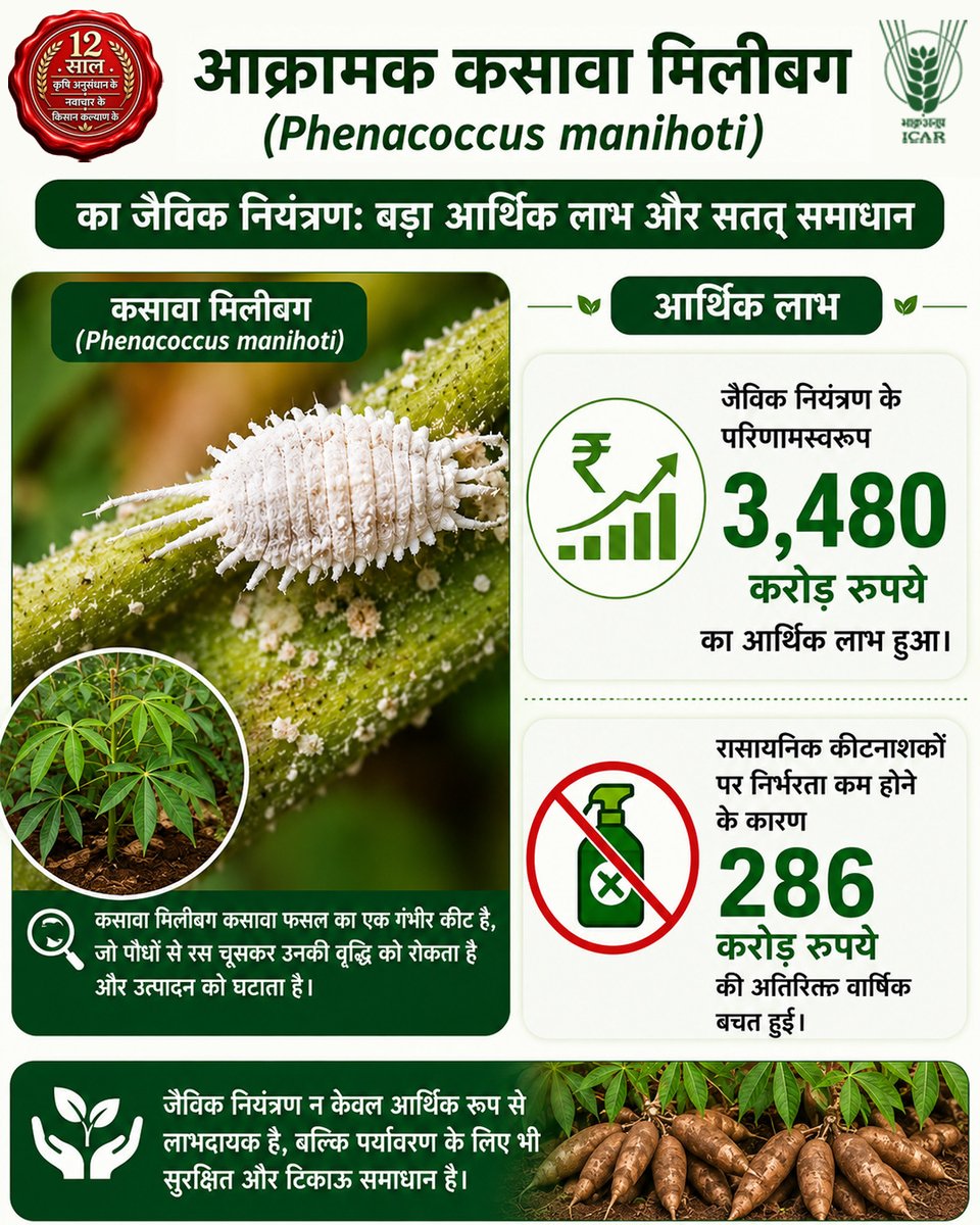 icarindia's tweet photo. आक्रामक कसावा मिलीबग (𝙋𝙝𝙚𝙣𝙖𝙘𝙤𝙘𝙘𝙪𝙨 𝙢𝙖𝙣𝙞𝙝𝙤𝙩𝙞) के जैविक नियंत्रण से लगभग ₹3,480 करोड़ का आर्थिक लाभ प्राप्त हुआ, जबकि रासायनिक कीटनाशकों पर निर्भरता घटने से ₹286 करोड़ की वार्षिक बचत हुई। यह सतत एवं विज्ञान-आधारित कृषि की एक उत्कृष्ट मिसाल है। #ICAR https://t.co/h28dvr479T