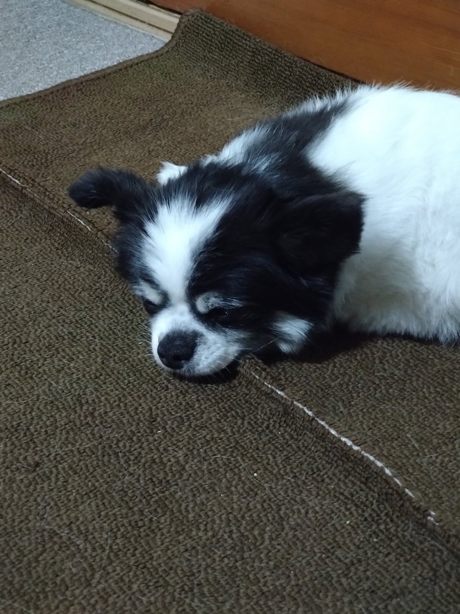 ashimichi69's tweet photo. 微妙な距離間で寝てます💤
#ポメラニアン
#チワワ https://t.co/TF55h1b1ZO