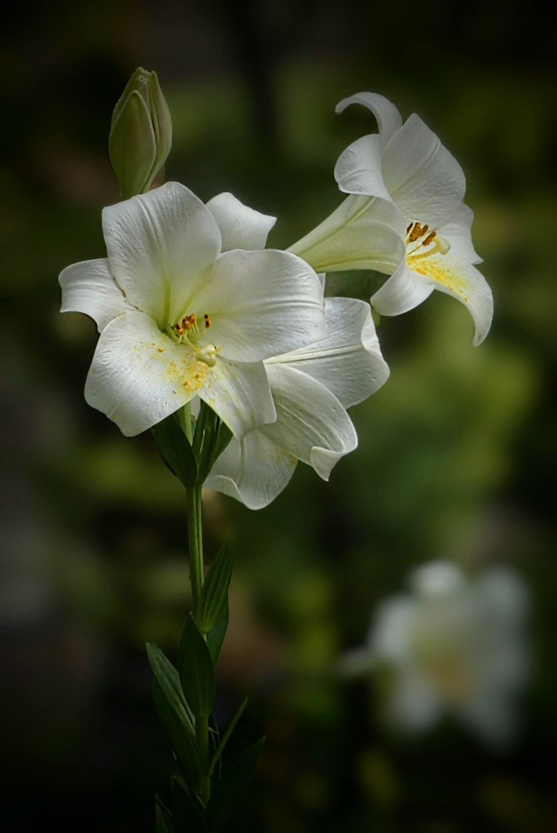 ZGKNlSuR1LOepfc's tweet photo. ユリ「ホワイト ヘブン」です。
　テッポウユリの交配種で、テッポウユリよりも花が大きく、見ごたえがあります。
　2026年6月中旬に東京都・日比谷公園で撮影 https://t.co/syKbEfgYku