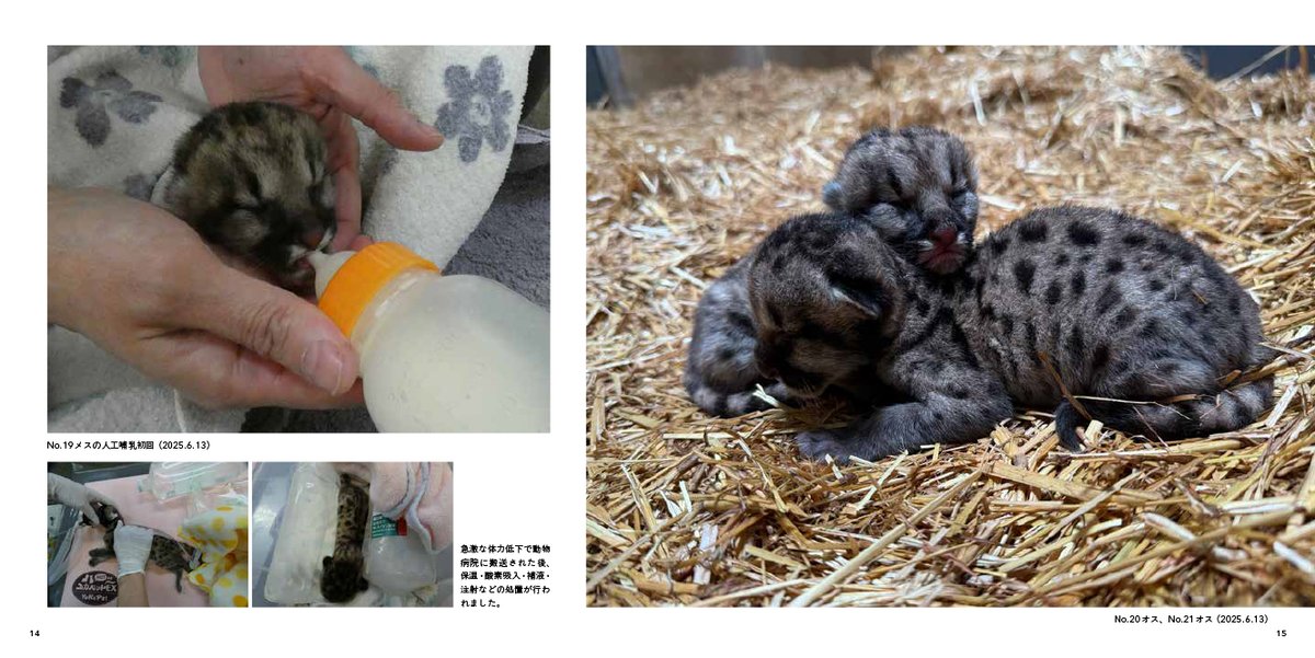 Tatsumi_Group's tweet photo. 奇跡体験！アンビリバボーで紹介されたピューマの赤ちゃんが気になった方はぜひ書籍『ピューマのかぞく』をチェックしてください♪
#ピューマ一家 の波乱万丈な１年間がギュッと凝縮されています✨

表紙は人工哺育を経て元気に育ったキャフ🍼
後ろにいるのが、初めての出産・育児を頑張った母ニーナです。

#ピューマのかぞく
盛岡市動物公園ZOOMO監修
辰巳出版
https://t.co/R42174ezUi

#奇跡体験 #アンビリバボー
#バナナマン
#設楽統
#日村勇紀
#KEYTOLIT #猪狩蒼弥
#イコラブ #大谷映美里
#はいだしょうこ