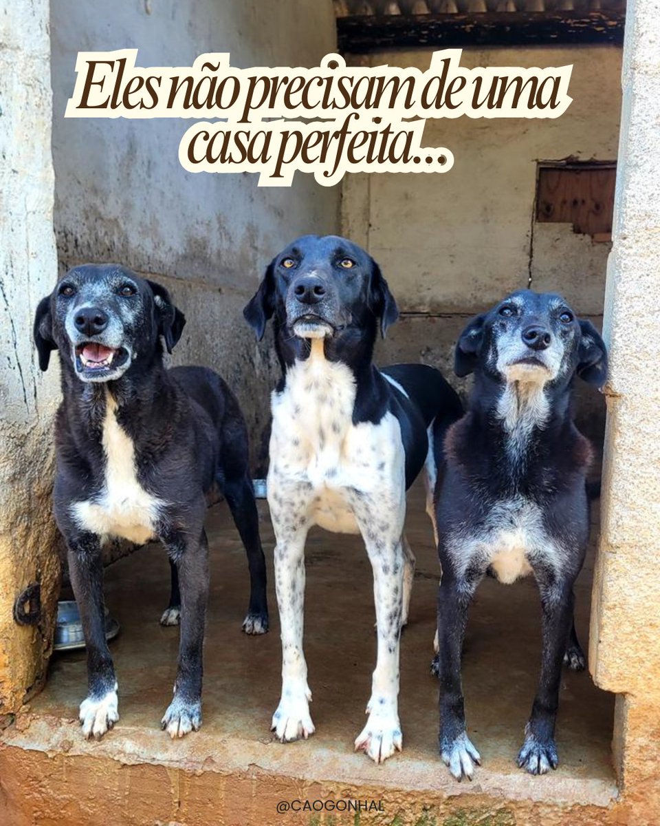 caogonhal's tweet photo. Eles precisam apenas de alguém que os ame.

Pode ser que um dos amores da sua vida esteja em um abrigo esperando por você! https://t.co/iiwH8NICtA