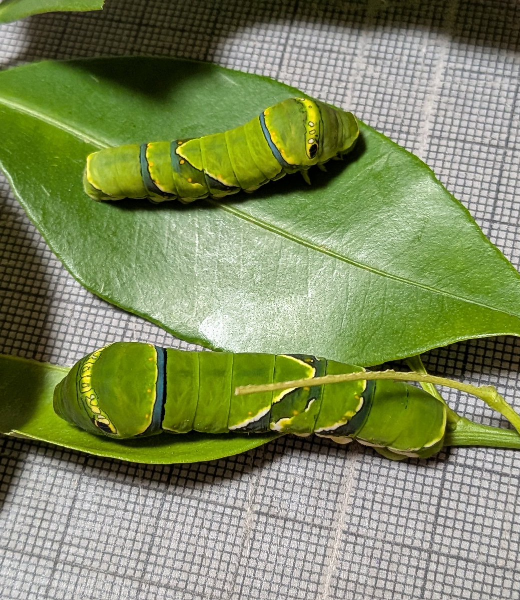 urushist's tweet photo. 過齢ずは普通のお芋に戻ってもいんもいんになった🐛黒みちゃんヤバい🐛
5号ずは順調に緑化🐛🐛たくさんお食べ🌿
#芋活 #イモムシ #幼虫要注意 https://t.co/cEKT5Db5IX