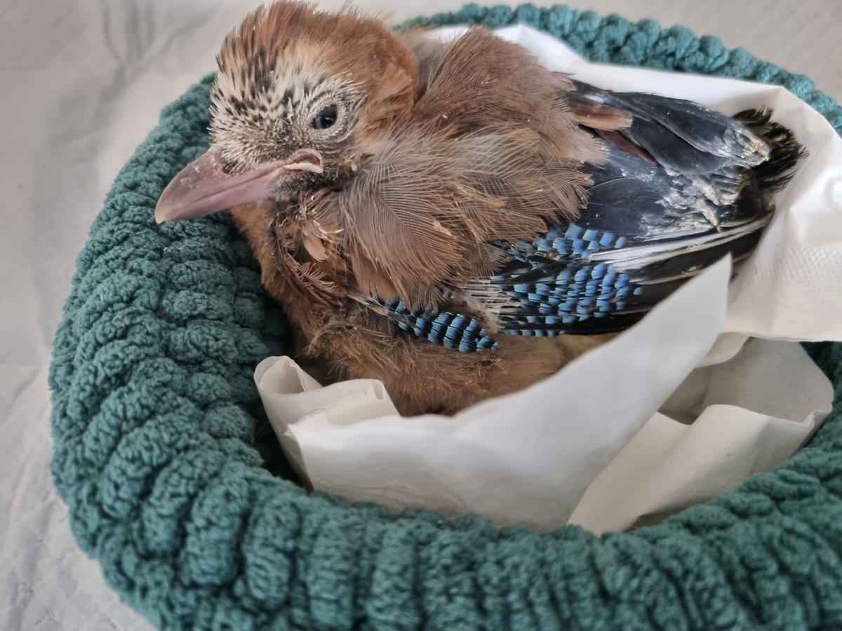 wildtierhilfeKG's tweet photo. Heute kam ein kleiner Eichelhäher Nestling dazu. Und der hatte 5(!!!) Lausfliegen dabei. Mich macht das als "Phobikerin" echt fertig 😅 aus dem Grund nehm ich momentan keine Spechte aber heuer hat gefühlt jeder Vogel der hier ankommt welche dabei. 🙄 https://t.co/kEcgPvikkF