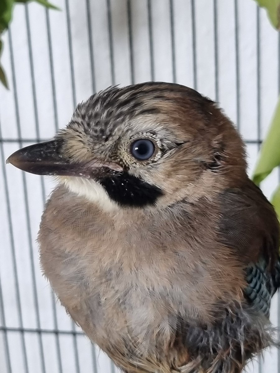 wildtierhilfeKG's tweet photo. Heute kam ein kleiner Eichelhäher Nestling dazu. Und der hatte 5(!!!) Lausfliegen dabei. Mich macht das als "Phobikerin" echt fertig 😅 aus dem Grund nehm ich momentan keine Spechte aber heuer hat gefühlt jeder Vogel der hier ankommt welche dabei. 🙄 https://t.co/kEcgPvikkF