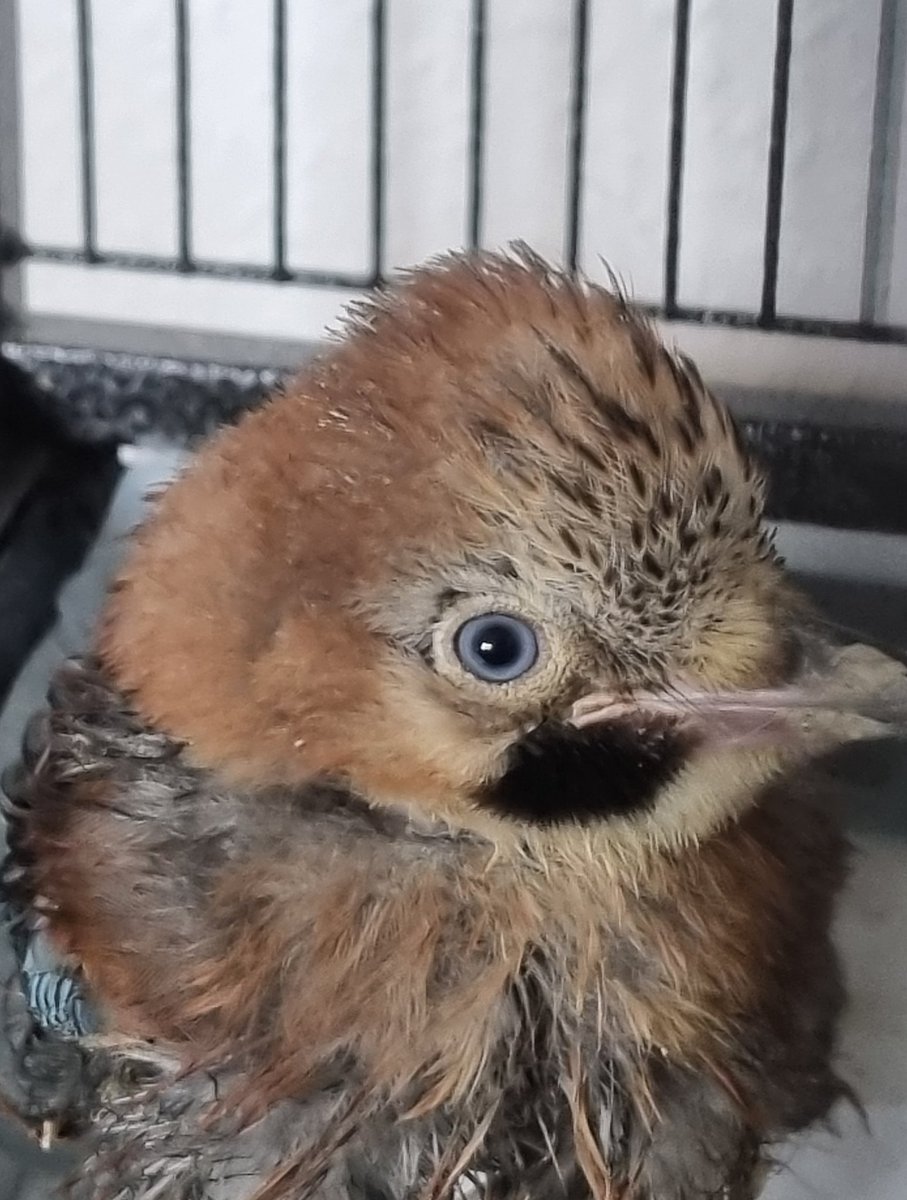 wildtierhilfeKG's tweet photo. Heute kam ein kleiner Eichelhäher Nestling dazu. Und der hatte 5(!!!) Lausfliegen dabei. Mich macht das als "Phobikerin" echt fertig 😅 aus dem Grund nehm ich momentan keine Spechte aber heuer hat gefühlt jeder Vogel der hier ankommt welche dabei. 🙄 https://t.co/kEcgPvikkF