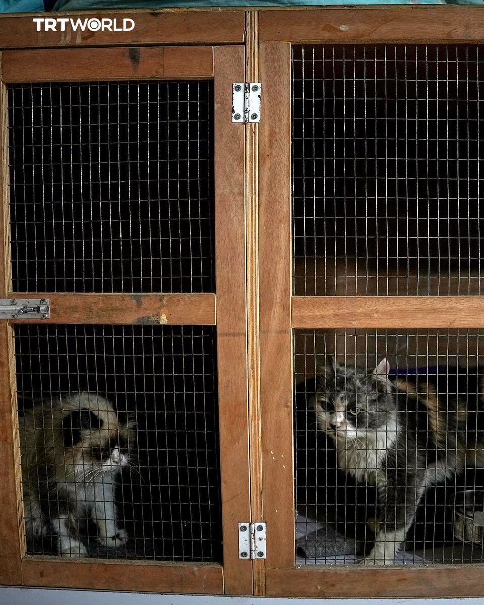 trtworld's tweet photo. Israel’s genocidal war on Palestine’s Gaza is also taking a toll on the enclave’s animals. With only two clinics for household animals still operating, owners face shortages of food, medicine and vaccines for their pets https://t.co/4R4tGWVPnc