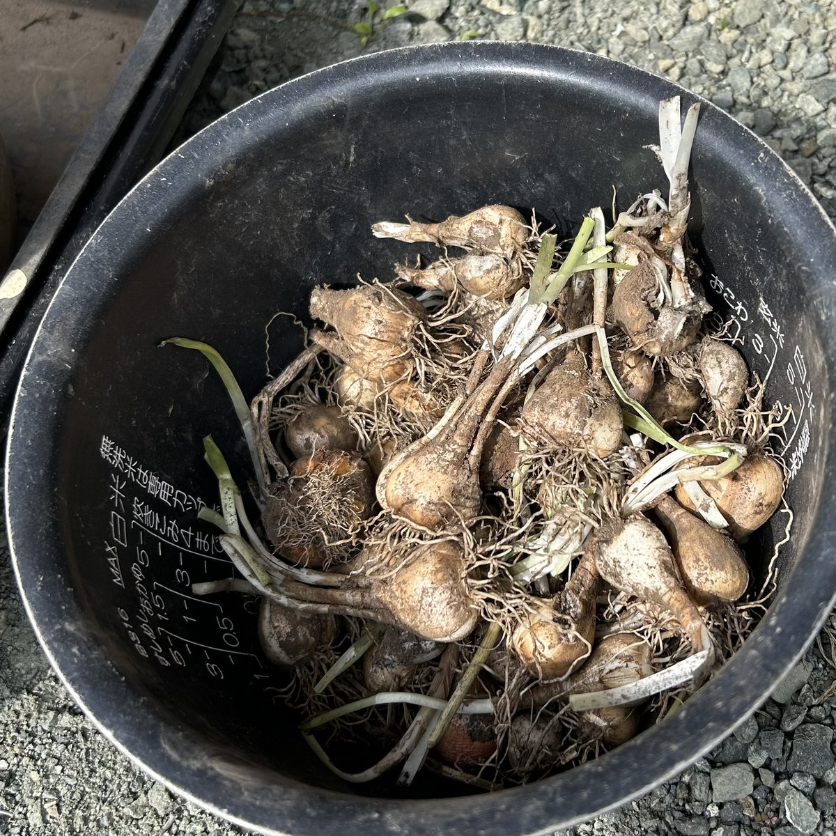 mana3sa's tweet photo. 昨年から少しずつ
実家の畑作業を教わっていて
今年は昨年と違う作業を教わったんだけど

畑の中で
雑草ずっと放置してた土地なら
自分の好きなもの（※条件あり）を
育てていいと親から言われたので
３日ほどかけて土おこし。

畑の土おこしまだやってなかったけど
まさかのここで体験してる、、 https://t.co/w79himNFQW