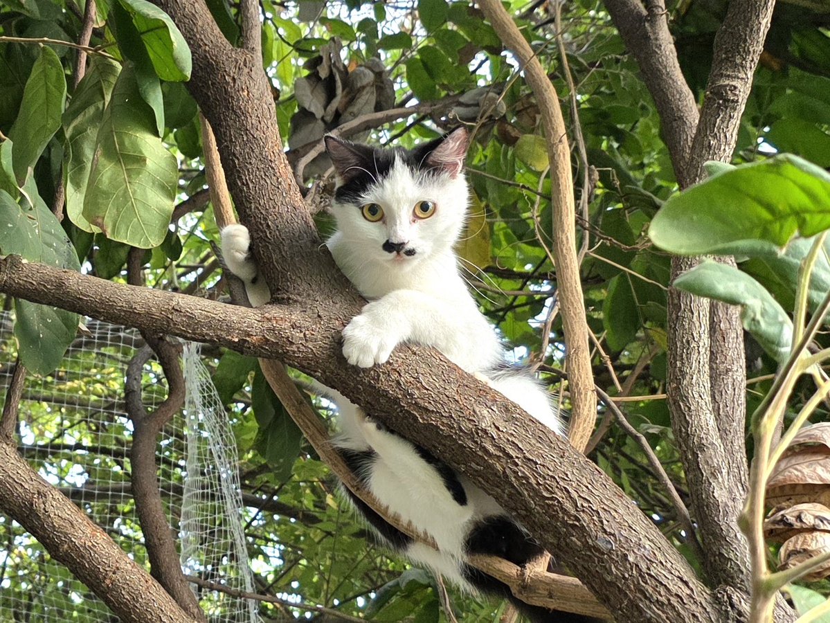 thmeow's tweet photo. ลงมาเถอะตาหนวด เรื่องขโมยทิชชู่มาเล่นเกลื่อนห้อง พ่อให้อภัยแล้ว
#ผักบุ้ง https://t.co/Xe3TkUcBUW