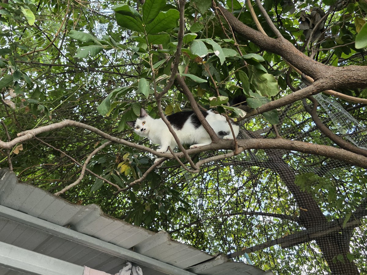 thmeow's tweet photo. ลงมาเถอะตาหนวด เรื่องขโมยทิชชู่มาเล่นเกลื่อนห้อง พ่อให้อภัยแล้ว
#ผักบุ้ง https://t.co/Xe3TkUcBUW