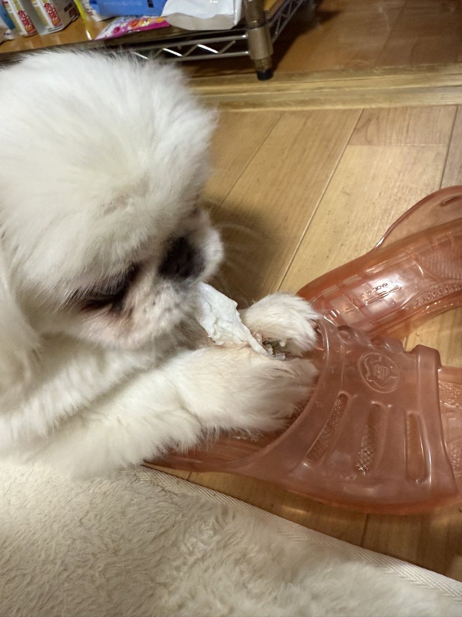 chelko_413's tweet photo. うゆちゃん、スリッパの中にガム入れるのやめてね？？🥹🥹
#ペキニーズ
#犬のいる暮らし https://t.co/X77BMRzQ8m