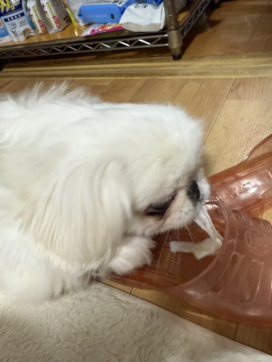 chelko_413's tweet photo. うゆちゃん、スリッパの中にガム入れるのやめてね？？🥹🥹
#ペキニーズ
#犬のいる暮らし https://t.co/X77BMRzQ8m