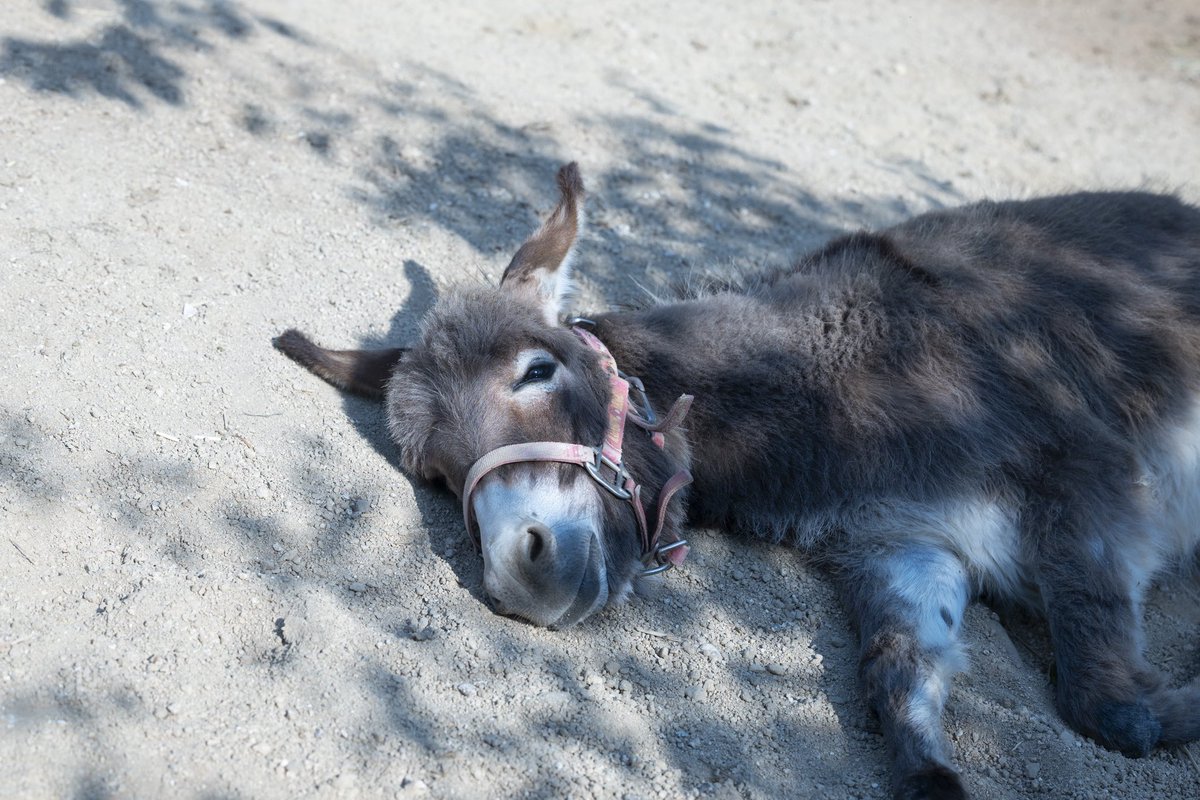 donkeyparadise's tweet photo. レイアちゃん、1歳になりました🎂
1年前の今日、未熟児で生まれた時はとても心配したけれど、今では、身体は小さくても誰よりもお腹すいたーて大きな声を上げるし、放牧のときはうれしくて飛び跳ねます。寝るのも大好き😆
とっても感情表現が豊かで愛らしい子に成長しました🥰

#ロバ #動物ふれあい #尾道 #広島ピースツーリズム #尾道ロバ牧場#プラテーロとわたし
