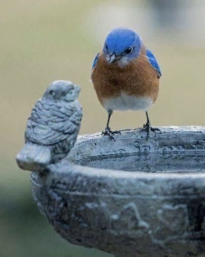 Ginger68237919's tweet photo. A very good listener…….🌸 https://t.co/QCBE5SpizI