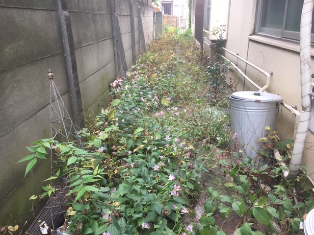 otasuke966's tweet photo. 今年も暑い日々が続いております。
暑い日が続くと草や木が良く伸びます。
お庭の草刈りや木の剪定・伐採、空地の草刈り等々のお困り事も承ります♪
https://t.co/znE9eqwCag https://t.co/N8rVb0col7