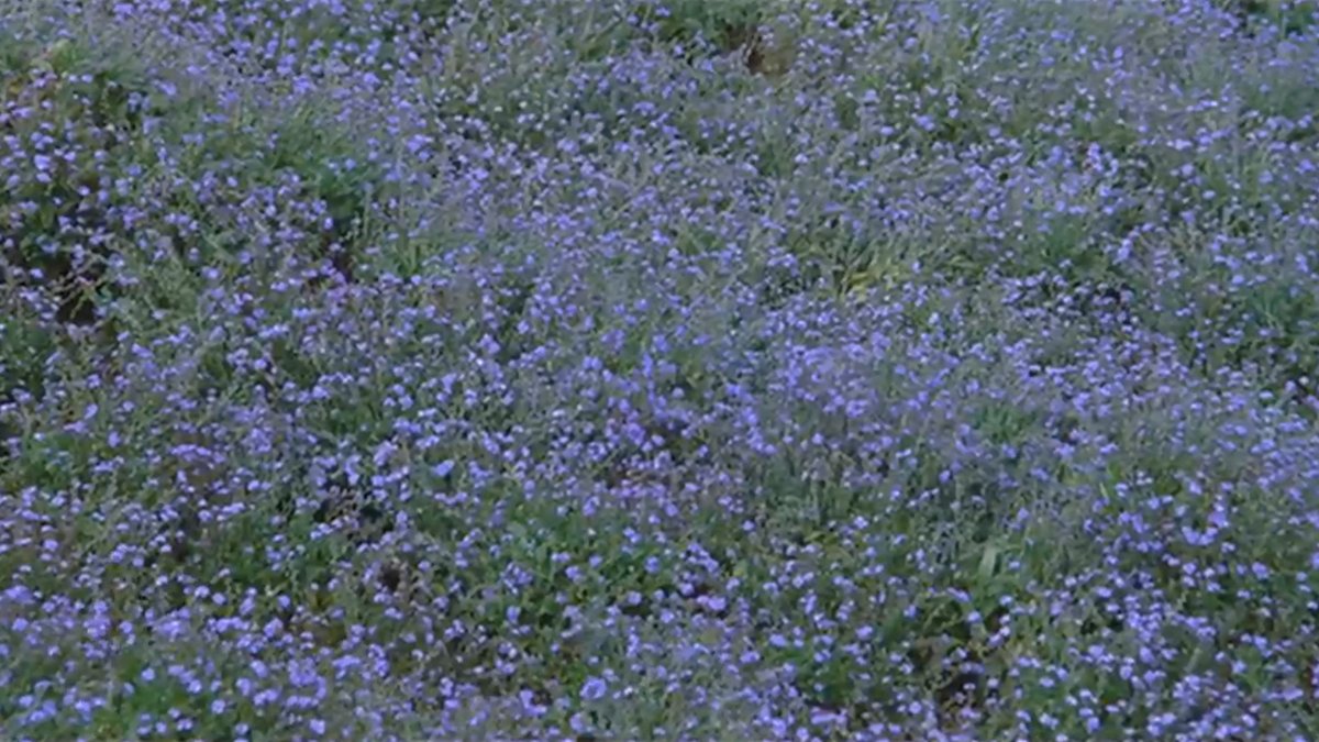 enclosedpain's tweet photo. ⠀
⠀ ⠀“when i see the flowers in full bloom,
⠀   ⠀i will remember everything instantly.”

hana (2003)
花
dir. shinichi nishitani https://t.co/N24ekFBhQo