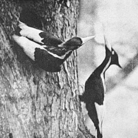 giveashitnature's tweet photo. Nobody wants to be the one to say it's over.

The ivory-billed woodpecker, the largest woodpecker in North America, nearly the size of a crow, was last conclusively documented in 1944. In the decades that followed, much of the forest it depended on disappeared. Most biologists concluded the bird was gone. But the search never stopped.

Arkansas, Florida, Louisiana. Grainy videos. Sound recordings. Enough possible sightings to keep the question alive, but never enough to close it.

In 2021, the US Fish and Wildlife Service proposed declaring the species extinct. Then more blurry footage surfaced from Louisiana. The decision was delayed, then delayed again. Even now, the agency has not made it final.

Some ornithologists think there may be a few birds left in remote swamp forests, surviving because the places they inhabit are so difficult to reach. Others see the searches as a kind of grief, a refusal to let go of a bird that vanished before most people alive today were born.

People called it the Lord God Bird, because that was said to be the reaction when one appeared. No one has documented one conclusively in more than 80 years.