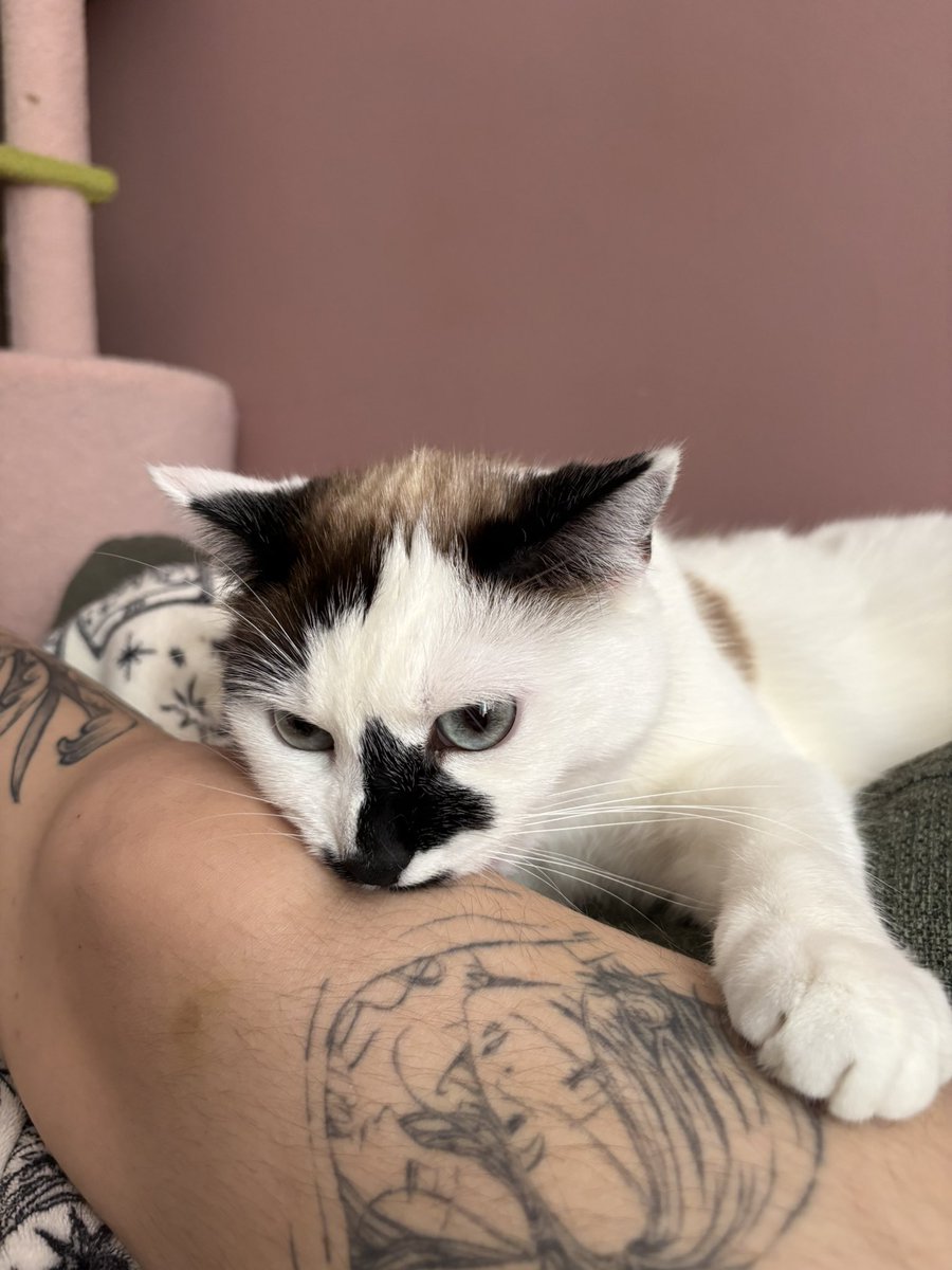 princessemorue's tweet photo. alors non moïmoï ma jambe n’est pas au menu aujourd’hui… https://t.co/CL0AsqyfrY