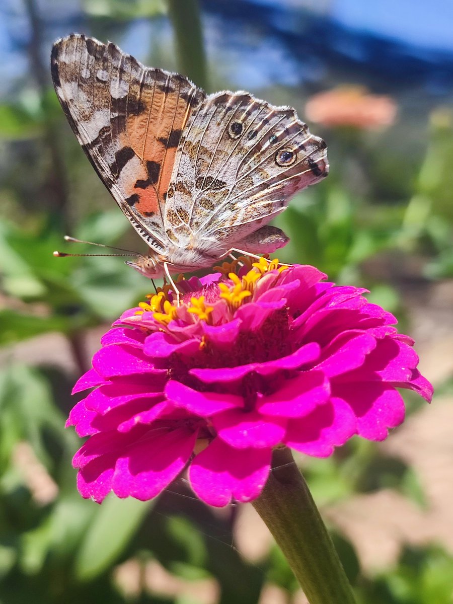 RosiballesterZ's tweet photo. Rosa mística i Vanessa cardui 🦋

@TempsIB3
@MiquelSalamanca
@AEMET_Baleares
@meteodelesilles
@mdmallorca
@ibmeteo
@MeteoredES
@metibiq
#temps #tiempo #mallorca #meteo #papallones #mariposas https://t.co/unthf5VdiI