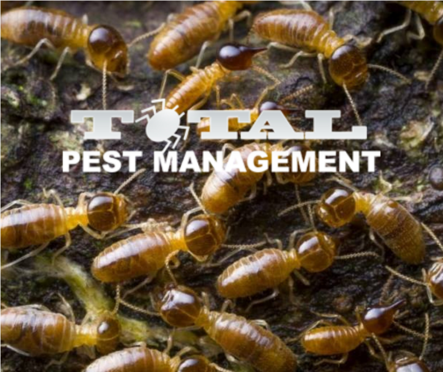 TotalPestManage's tweet photo. Termites cause billions of dollars in damage every year. Total Pest Management can help you with your termite troubles. Reach out to us today. https://t.co/gNvQED8x3E 
 
#termites #pestmanagement #pestcontrol #pests #ontario https://t.co/2hYPonuIZO