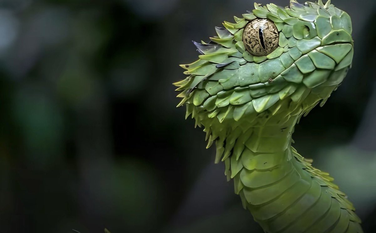 playWAM's tweet photo. THERE IS A SNAKE IN THE WORLD WHOSE BODY GROWS 0.5 CM PER SECOND. 

EVERY 200 SECONDS, IT GROWS BY 1 METER. 

BUT AS SOON AS ITS MOUTH TOUCHES ANY PART OF ITS BODY, IT DIES. 

THIS IS THE ONLY SNAKE IN THE WORLD LIKE IT. THE SNAKE IS FOUND IN A NOKIA MOBILE GAME. 

THANK YOU FOR READING CAREFULLY.