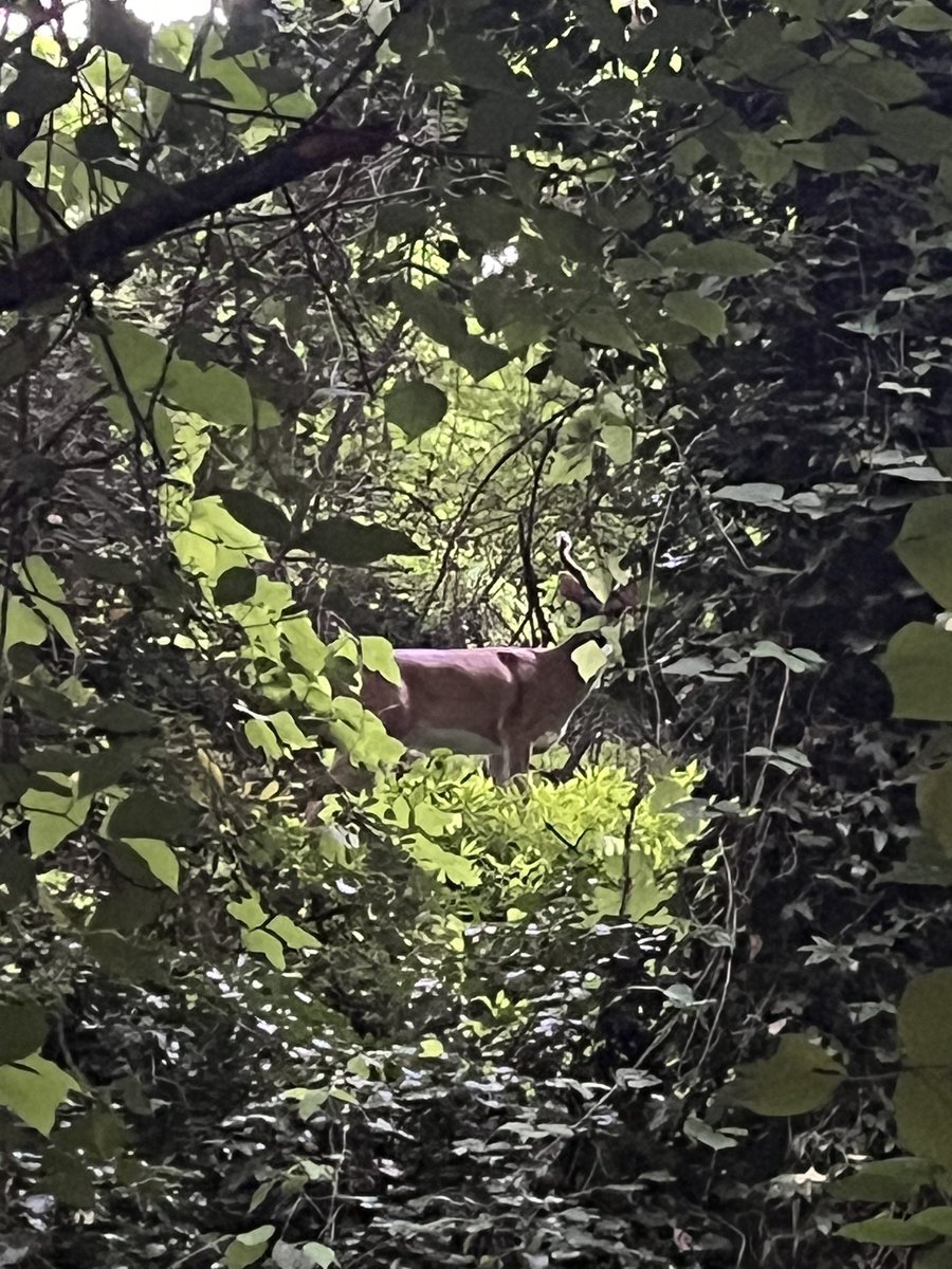 ShadowBolteon's tweet photo. I see you 👀 🦌 https://t.co/6j9nD3jqCL