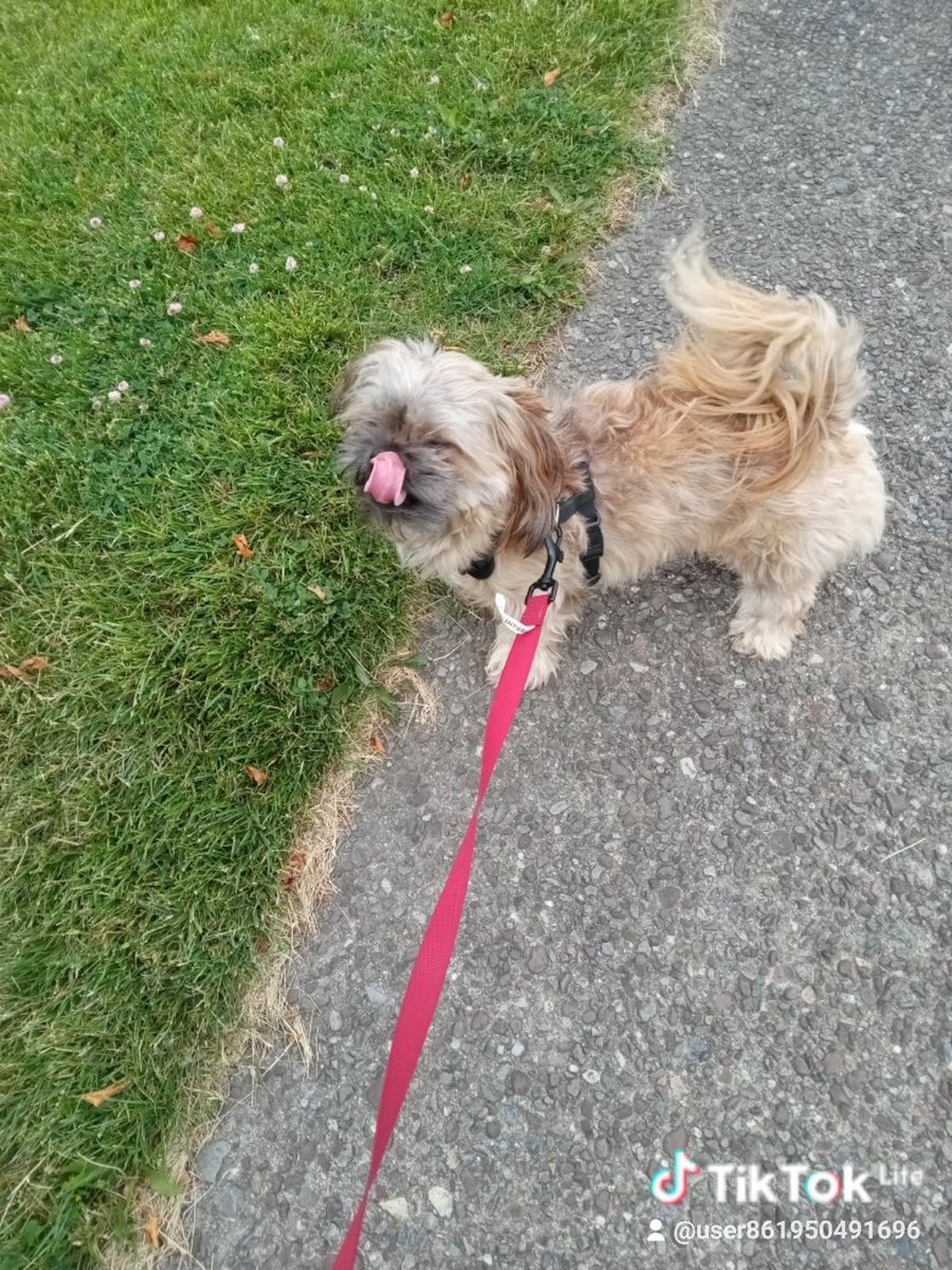 CartellMir's tweet photo. @Sandra679943 This is the only one that really loves me the only little four-legged creature I have in my life unconditional lover https://t.co/bOcBf9k4h7