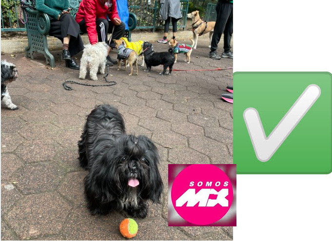 Memeblasto's tweet photo. @HagamosAficion @ferbelaunzaran Lucrar con likes de los animalovers,  faltó decir a Belaunzharagán. La tirada ,seguir viviendo del presupuesto.
@SomosMxMexico https://t.co/pxWJEQANWz