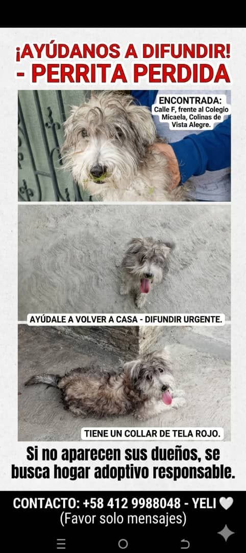 A64029345's tweet photo. PERRITA ENCONTRADA EN COLINAS DE VISTA ALEGRE 📷
​Está en resguardo. Si sus dueños no aparecen, se busca hogar adoptivo responsable. Por favor, difunde.
​Para información, escribe solo por WhatsApp a Yeli: +58 412-9988048 https://t.co/2pSRNmtpqa