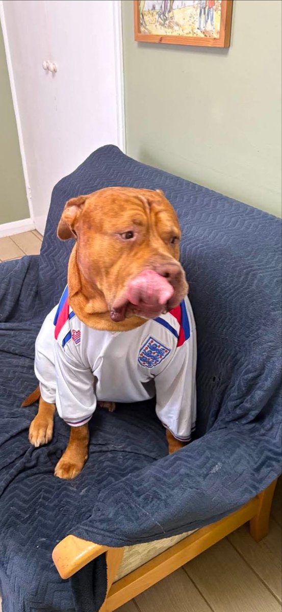 BevHandley's tweet photo. #ssnthreelions https://t.co/RSNbXbWa02
