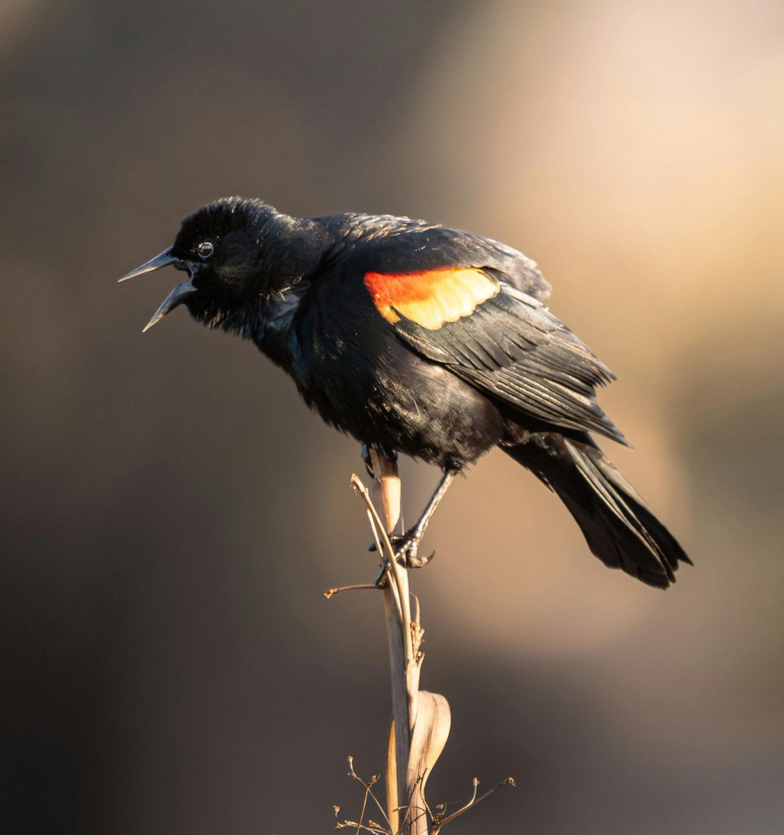 The Wild Bird Store (@WildBirdYYC) / Posts / X