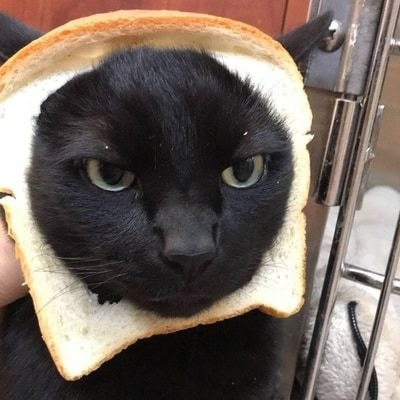 INBREDCATONSOL's tweet photo. https://t.co/L7Z9g08WD6