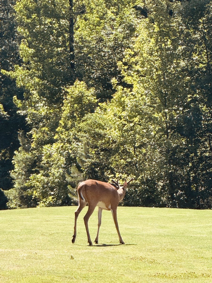 smallbizbean's tweet photo. On the 16th hole this morning, play stopped for a visitor.

A young buck stepped out of the woods and onto the fairway.

No fear.
No rush.
No concern about the gallery.

Just quiet confidence in the world God created for him.

Golf has a way of slowing us down long enough to notice these moments.

And maybe that’s one reason I love the game.

Every now and then, between the birdies, bogeys, and bunkers, God reminds us that we are part of something much larger than ourselves.

#TheCatholicGolfer #FaithAndGolf #Creation #GolfLife