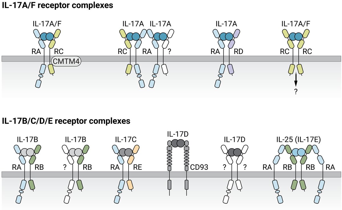 SciImmunology's tweet photo. A new Review examines the regulation of #IL17 signaling pathways and highlights how the cytokine can shape #immunometabolism, regulate neuroimmune interactions, and promote tumor growth.

Learn more in Science #Immunology: https://t.co/np6Rxi2DXF https://t.co/H32Vwhr8VD