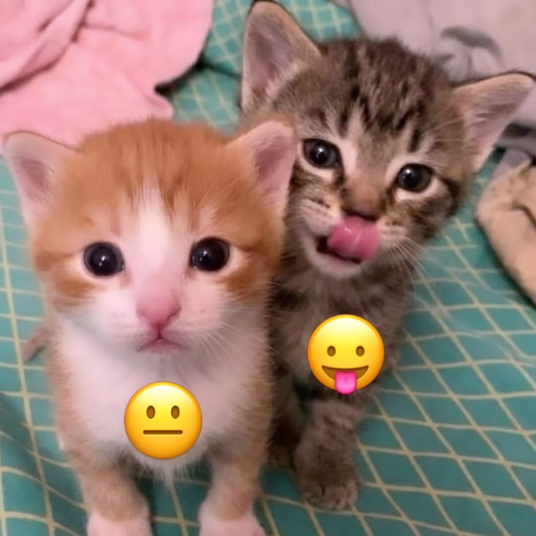 CatCutiekitten's tweet photo. https://t.co/KeQzngIDjc