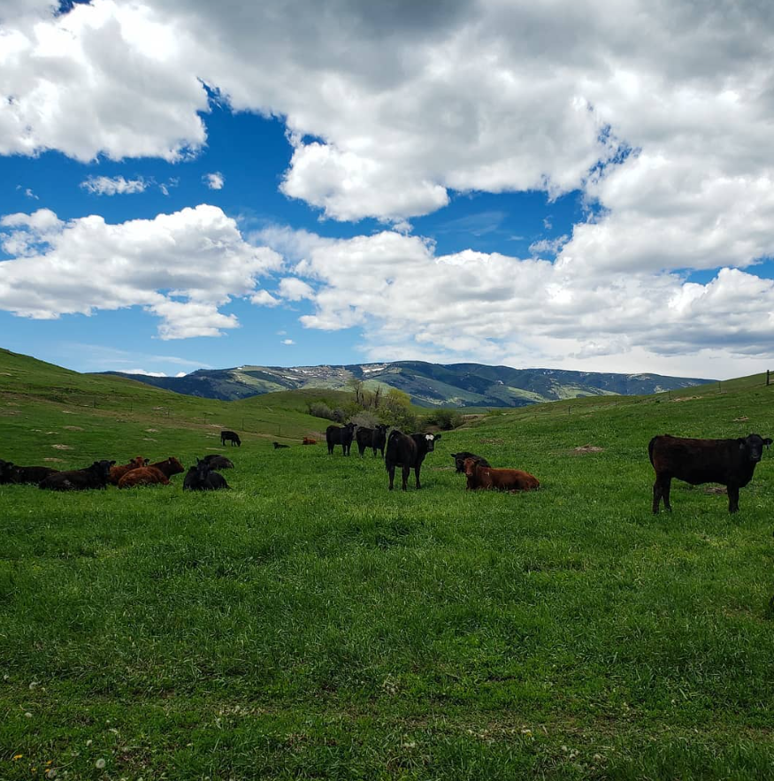padlockranchco's tweet photo. These are our Spring 2025 heifer calves. We selected them last winter to be our next generation of cows. We're keeping most of them close to the home ranch this spring, then they'll be bred by AI in July. https://t.co/SQYSKFF2sa